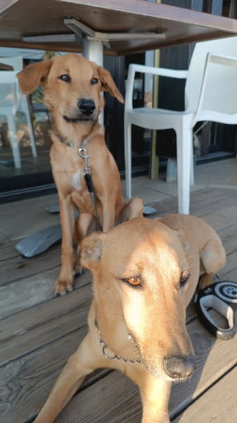 Loki, je voudrais faire connaissance