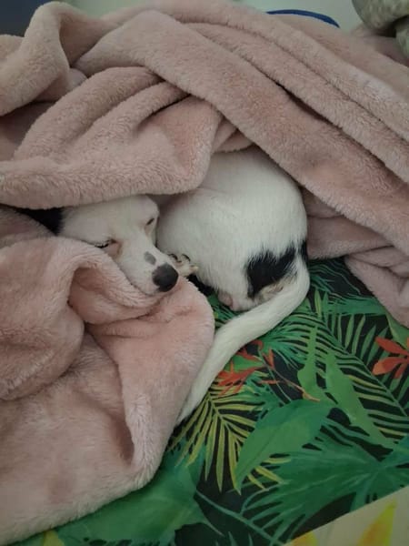 Betsy, la mère tranquille