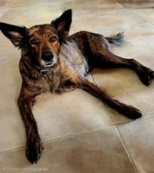 Zelda, l'aorable x berger