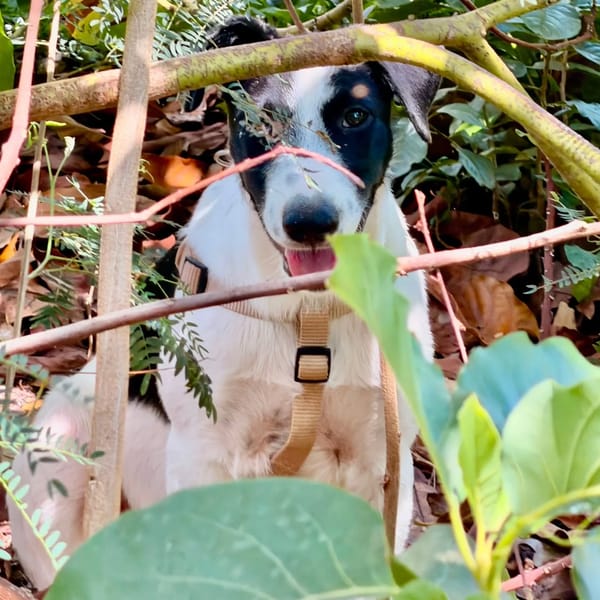✨️ TANIN ✨️ 🐶