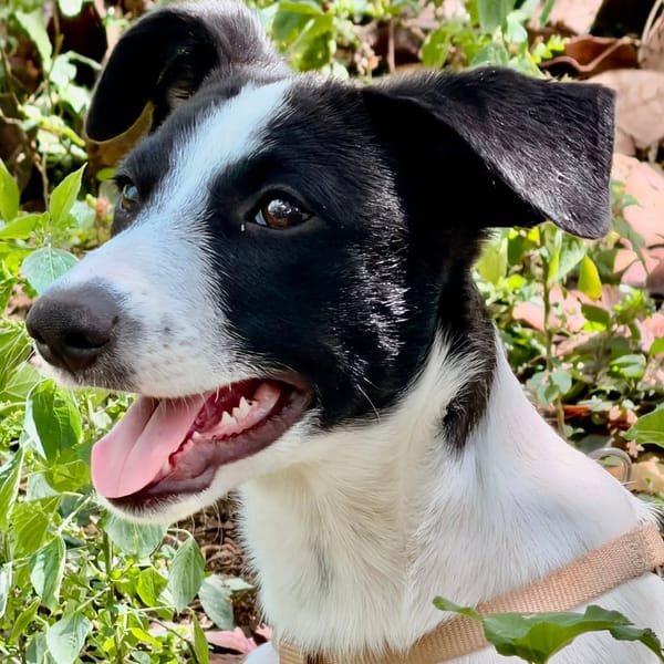 ✨️ TANIN ✨️ 🐶