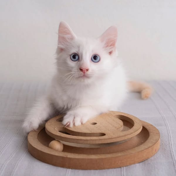 ✨️ SPICY ✨️ 🐱
