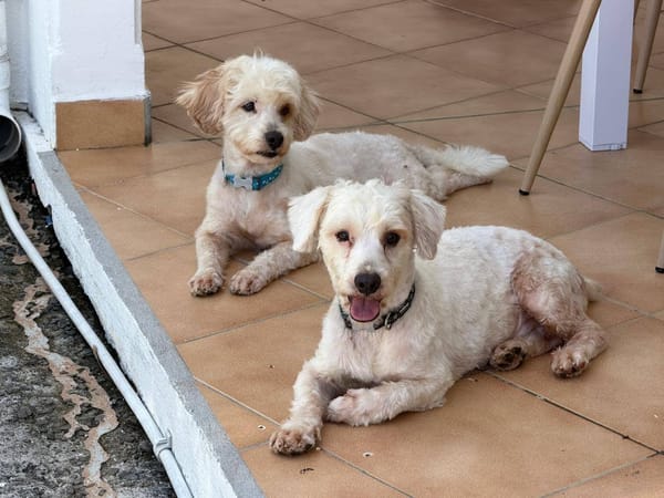 ✨️ QORMI ✨️ 🐶