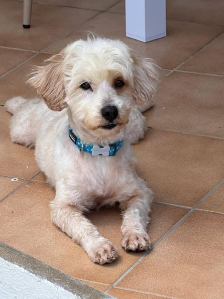 ✨️ QORMI ✨️ 🐶