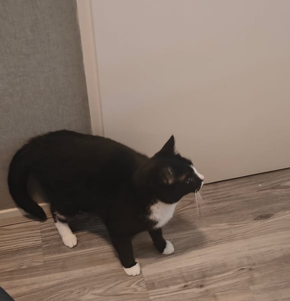 Bommel
