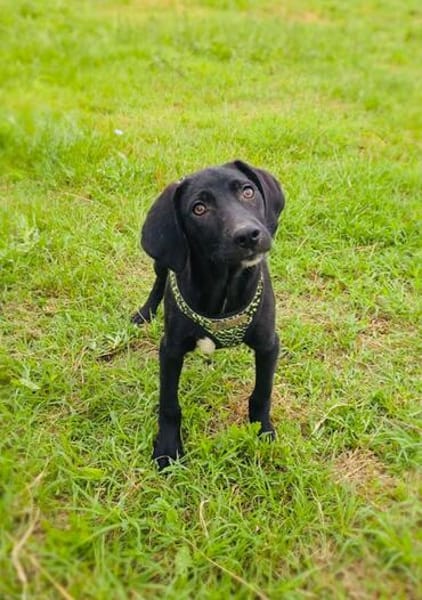 Ares ein lieber Labrador Mix