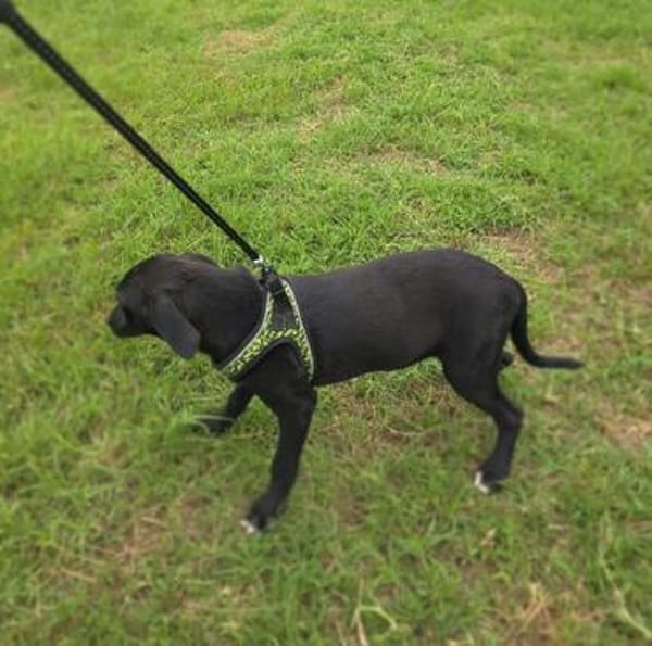 Ares ein lieber Labrador Mix