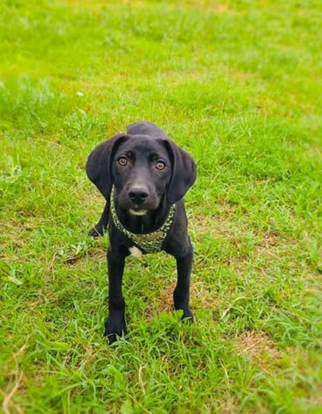 Ares ein lieber Labrador Mix
