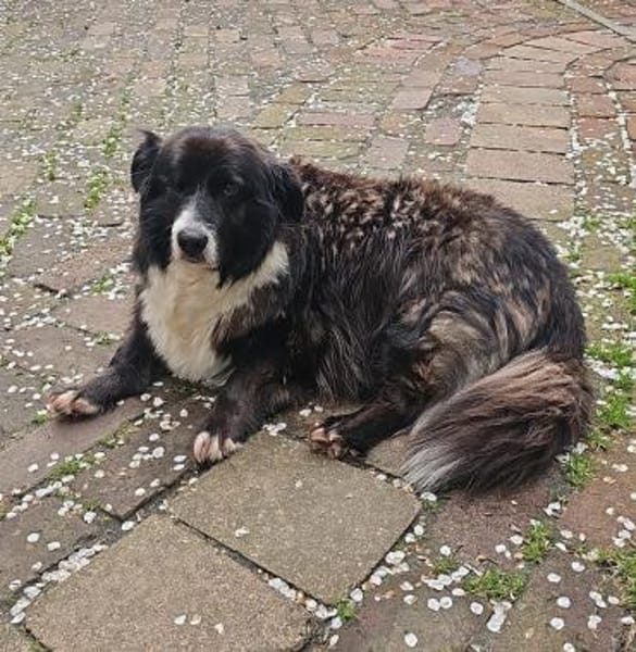 Gnadenplatz für Max gesucht