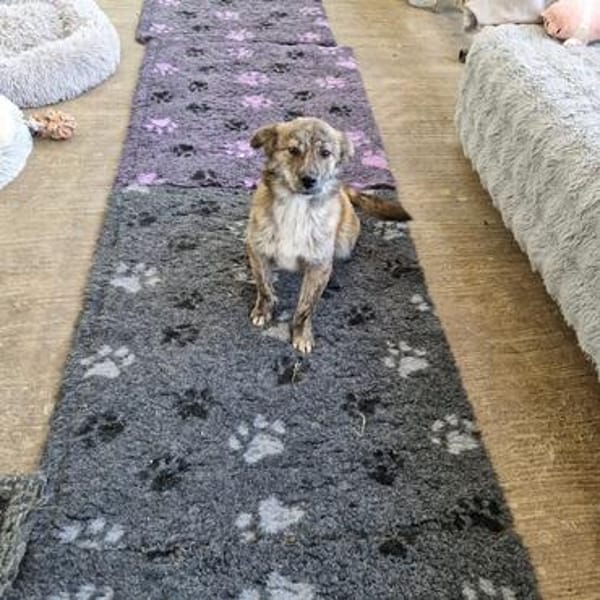 Milou; kleine, süße Seele