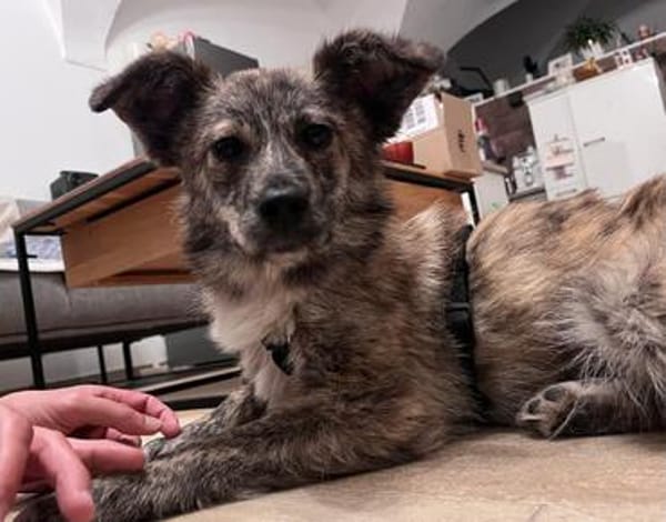 Milou; kleine, süße Seele