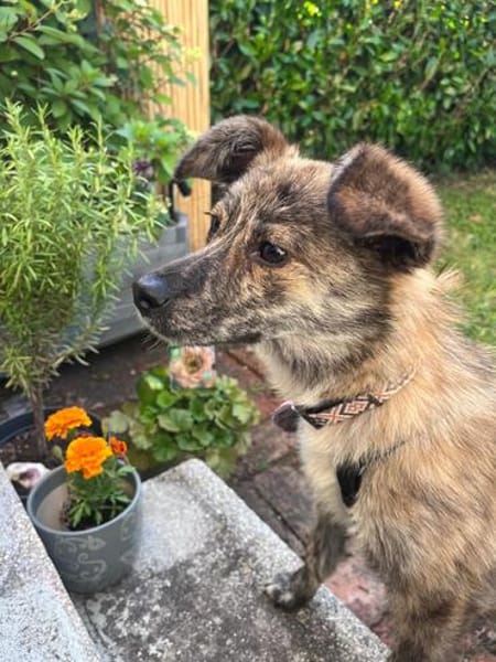 Milou; kleine, süße Seele