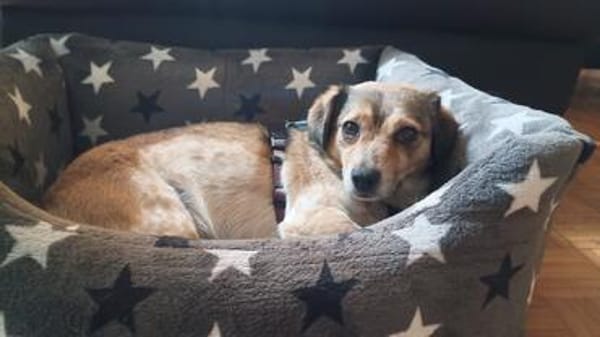 Süßer sunny boy Spooky sucht ein Zuhause