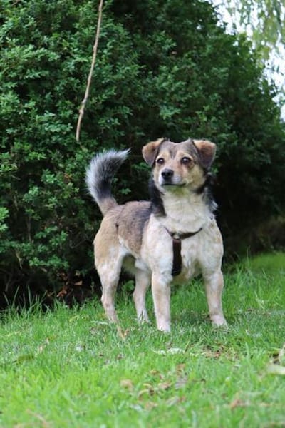 Süßer sunny boy Spooky sucht ein Zuhause
