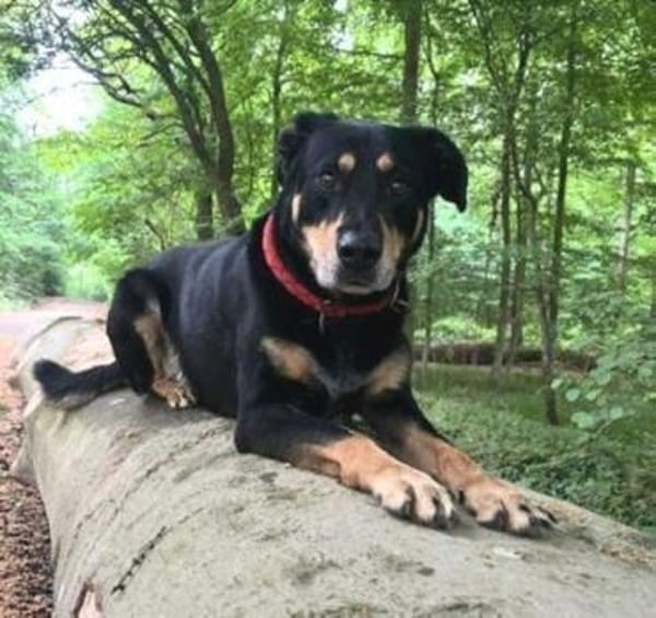 MYLO sucht neues Zuhause