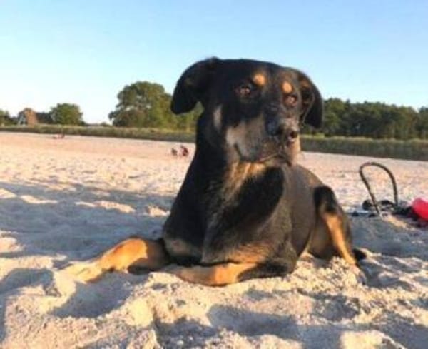 MYLO sucht neues Zuhause