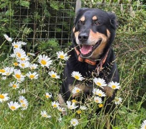 MYLO sucht neues Zuhause