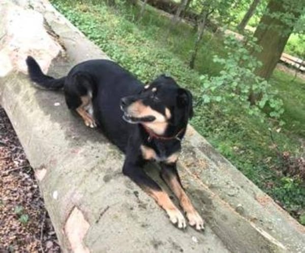MYLO sucht neues Zuhause