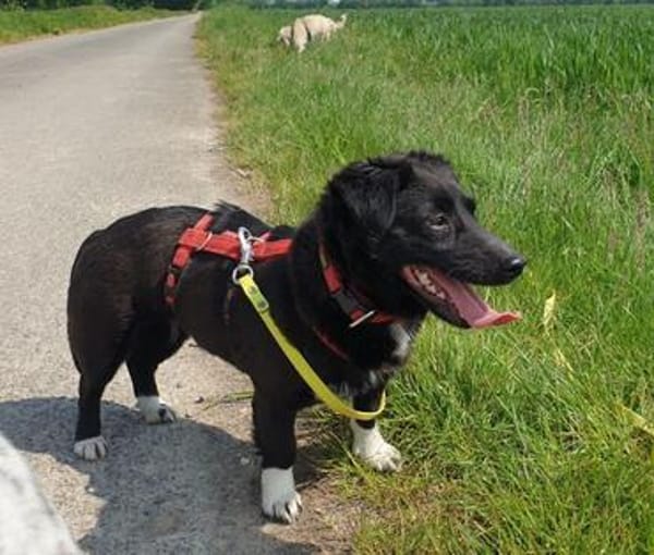 NYX -Klein, liebenswert und charmant-