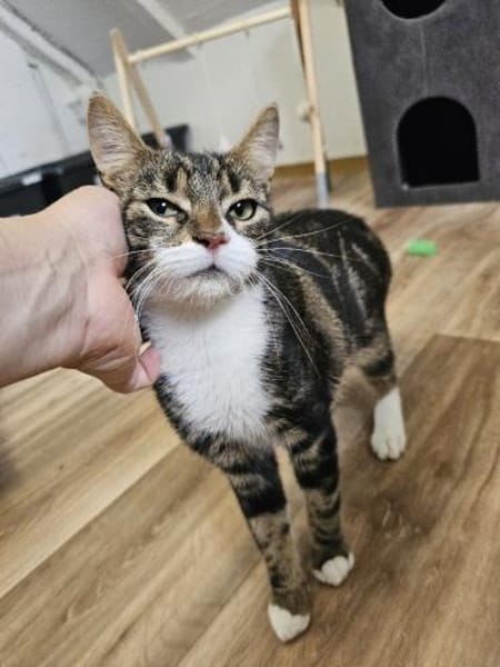 ÄFFCHEN - auf der Suche nach Abenteuern!