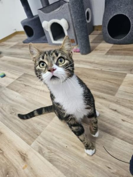 ÄFFCHEN - auf der Suche nach Abenteuern!