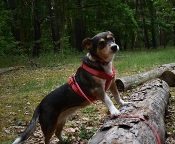 Diana; lustig und aufgeweckt