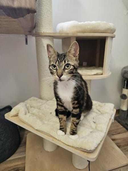 Guppy - auf der Suche nach Liebe!
