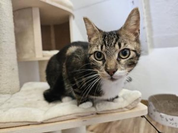 Guppy - auf der Suche nach Liebe!