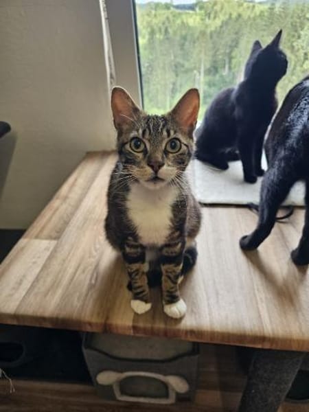 Guppy - auf der Suche nach Liebe!