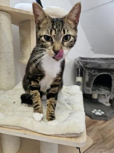 Guppy - auf der Suche nach Liebe!