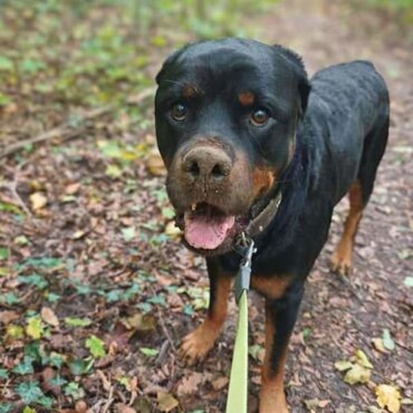 Drogo - ist katzenverträglich