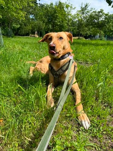 Buffy wartet auf eine neue Chance