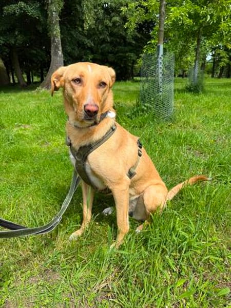 Buffy wartet auf eine neue Chance