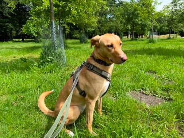 Buffy wartet auf eine neue Chance