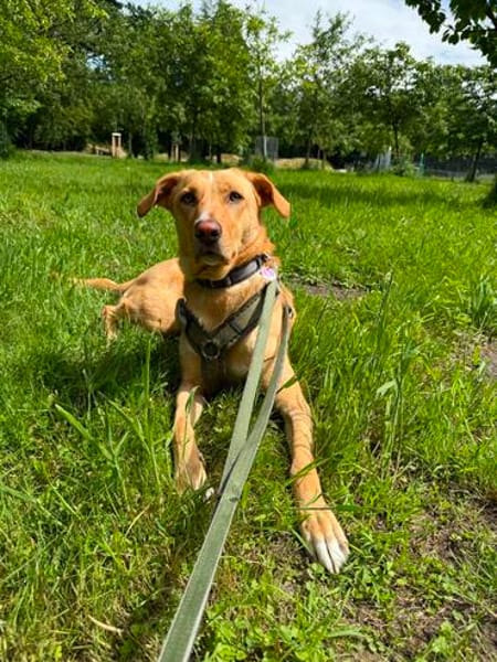 Buffy wartet auf eine neue Chance