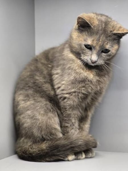 LUCY - Katzenmädchen sucht ihr Glück!