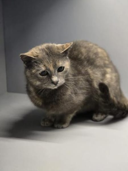 LUCY - Katzenmädchen sucht ihr Glück!