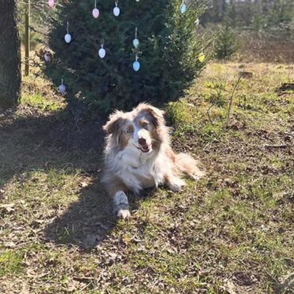 Nala - ist sensibel