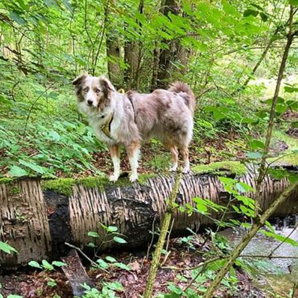 Nala - ist sensibel