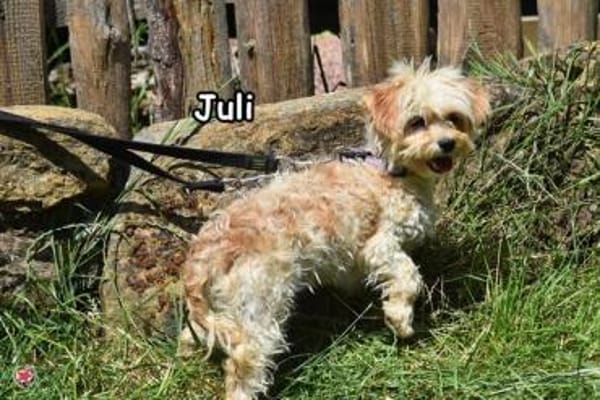 JULI