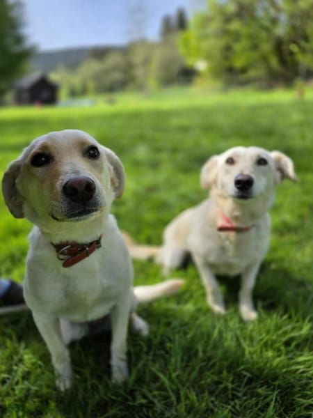 LIMA - geb. ca. 04/2023 - Labrador Mix