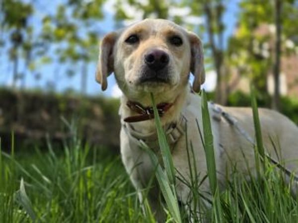 LIMA - geb. ca. 04/2023 - Labrador Mix