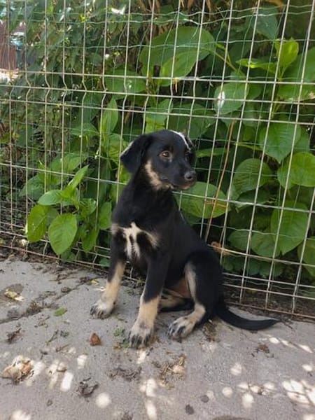 Zoe, freundlicher Welpe sucht Familie