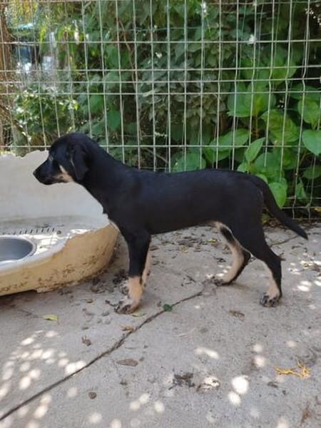 Zoe, freundlicher Welpe sucht Familie