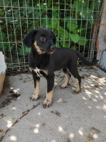 Zoe, freundlicher Welpe sucht Familie