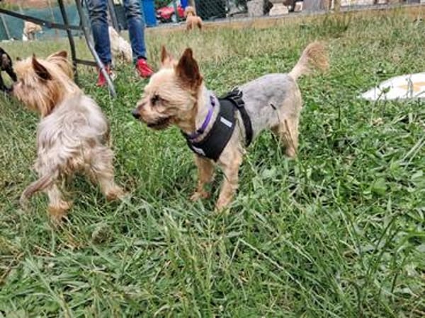 Masni,liebe YorkshireTerrier Hündin