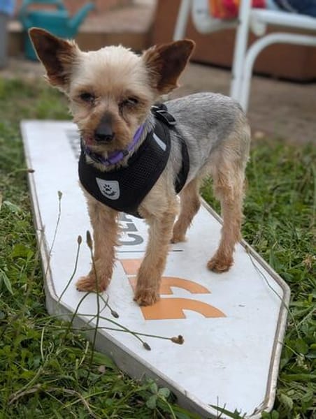 Masni,liebe YorkshireTerrier Hündin
