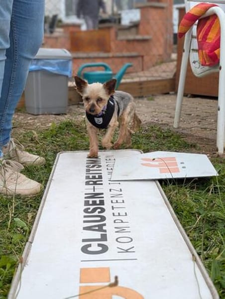 Masni,liebe YorkshireTerrier Hündin