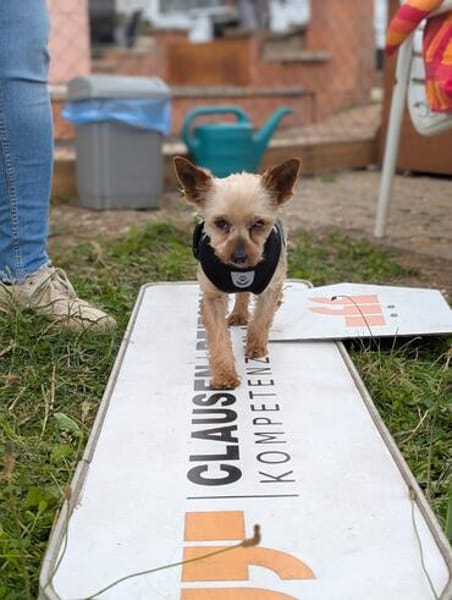 Masni,liebe YorkshireTerrier Hündin