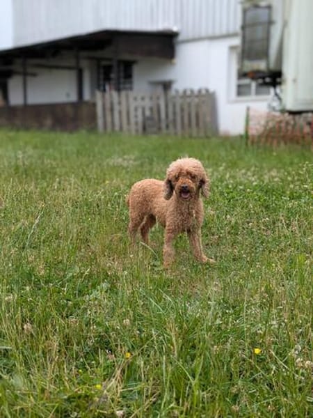 Amy, schüchternes Zwergpudel Mädchen